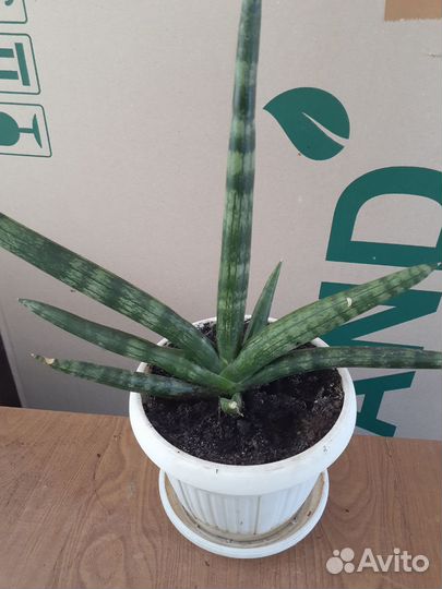 Сансевьерия