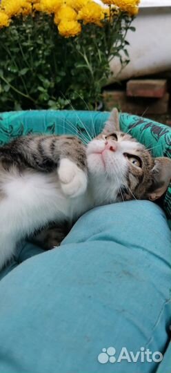 Очень ласковый котенок мальчик