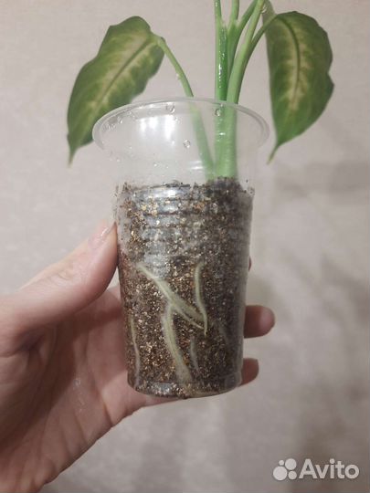 Диффенбахия Камилла