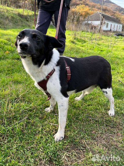 Небольшая собака в добрые руки