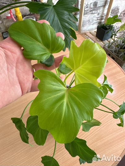 Филодендроны