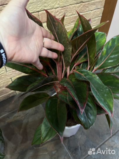 Аглоанема Джангл Рэд