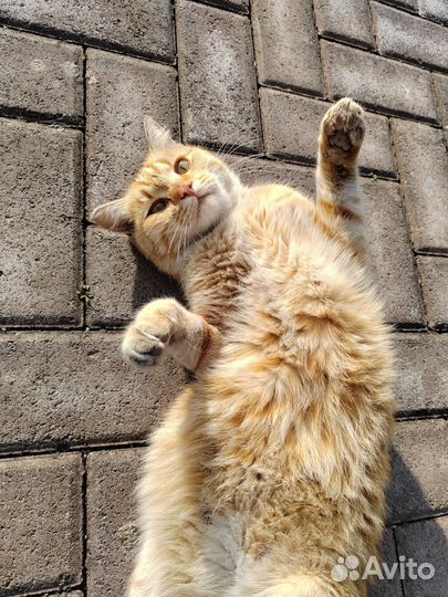 Молодой котик