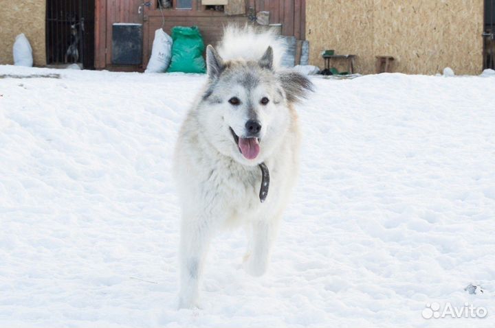 Хаски Спарта в хорошую семью бесплатно