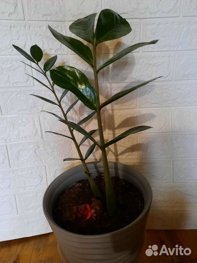 Замиокулькас