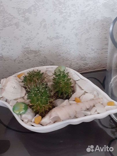 Садик из суккулентов