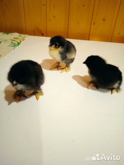 Цыплята породы брама суточные