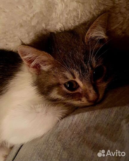 Котята в добрые руки бесплатно