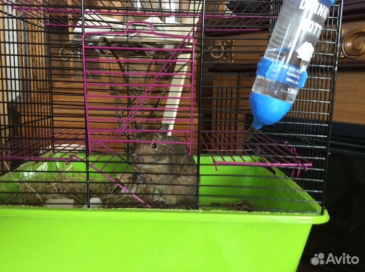 Дегу или чилийские белки