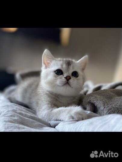 Шотландские серебристые шиншиллы