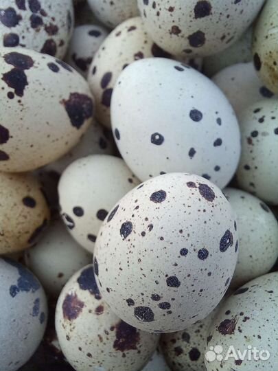 Яйца перепелиные и тушки
