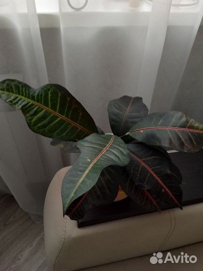 Домашний цветок