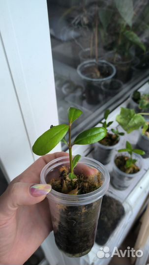 Авиценния блестящая, манго черный