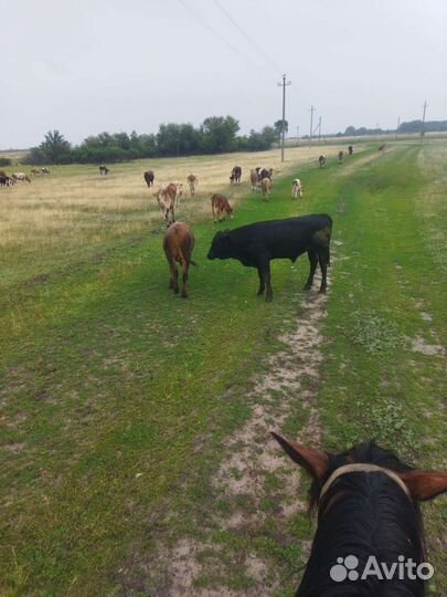 Стадо коров