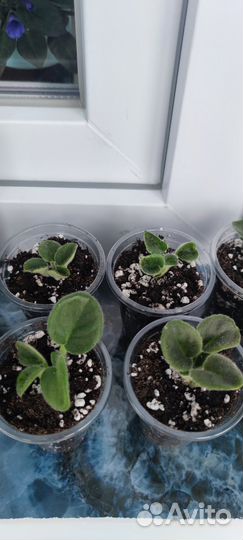 Фиалки Утончённый вкус, Душа океана