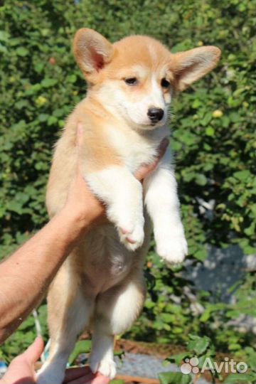 Вельш-корги пемброк