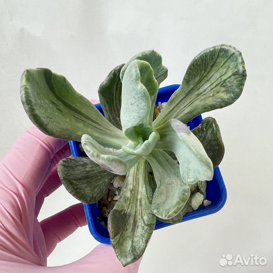 Суккуленты/ Эчеверии