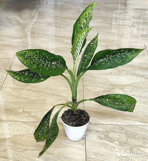 Диффенбахия шкура дракона(dragon scale)