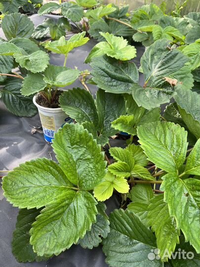 Рассада клубники