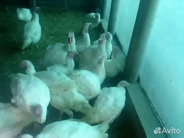 сто фролово. авито фролово животные. телята в волгоградской области. авито фролово. утята муларды.