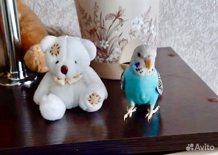 Продаю домашних волнистых попугаев