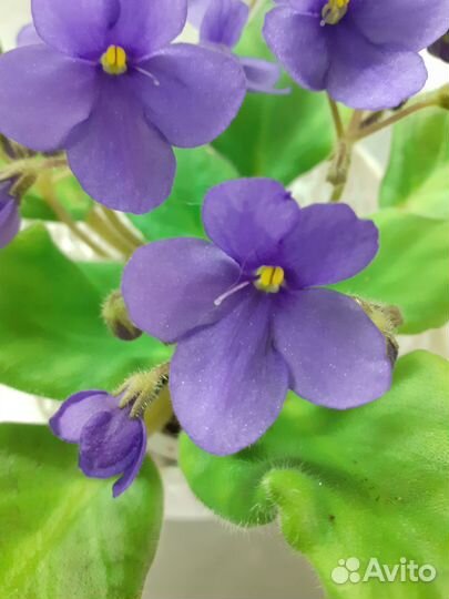 Сортовые фиалки