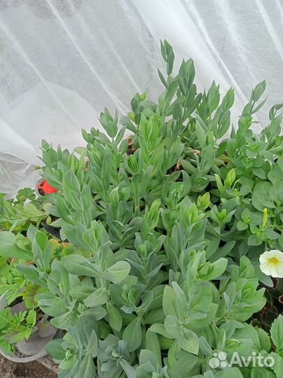 Рассада петунии, эустомы, будлеи,катарантуса