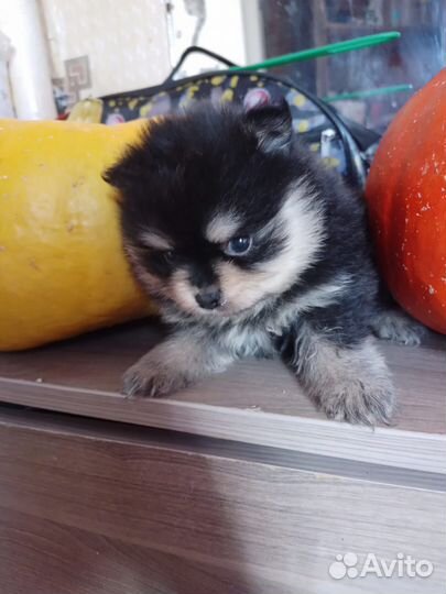 Щенки шпица