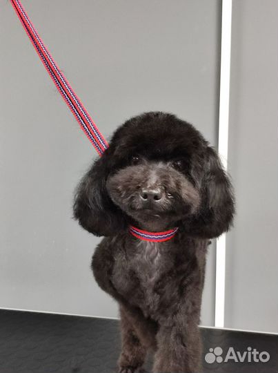 Стрижка собак и кошек, экспресс-линька