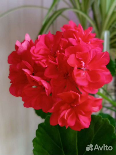 Комнатные растения для дома и офиса