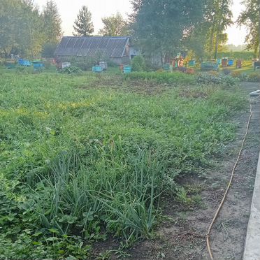 Продам пчелосемьи с ульями