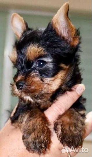 Йоркширский терьер мини щенки