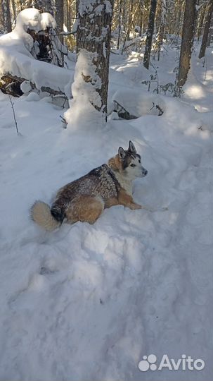 Вязка лайка зс