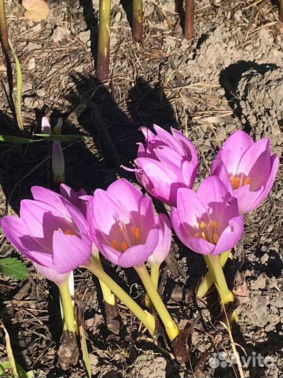 Луковицы Безвременника