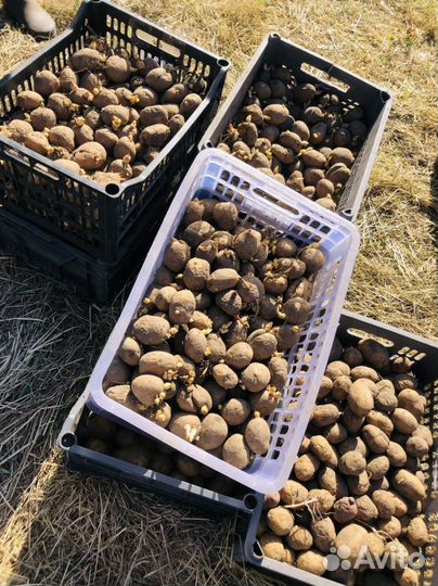 Продам семенной картофель