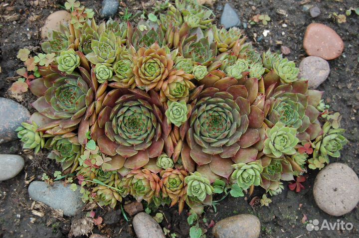 Почвопокровные растения