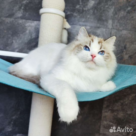 Джульетта, девочка рэгдолл с родословной