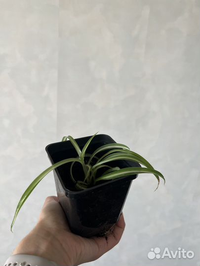 Хлорофитум кудрявый