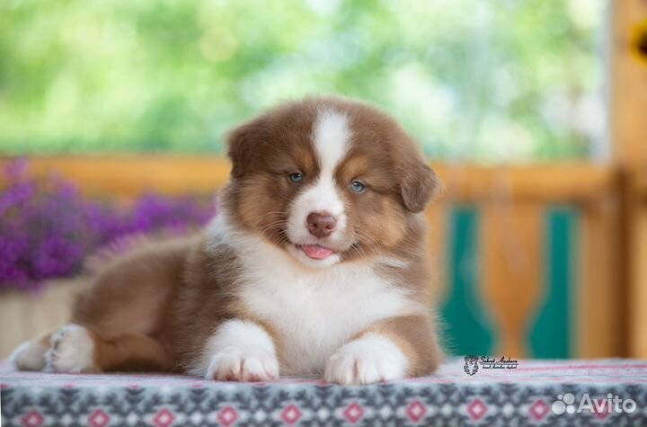 Австралийская овчарка, аусси, красный триколор