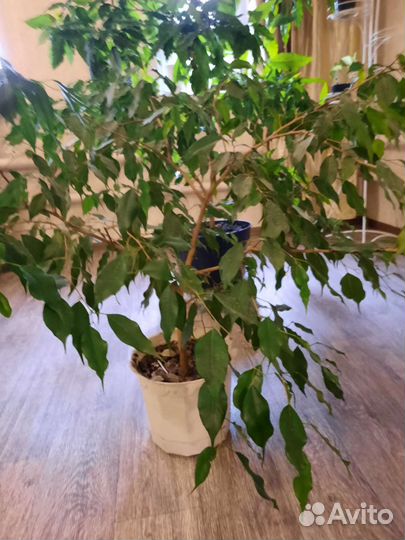 Бенджамина, Гибискус, Цисус