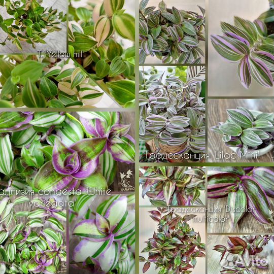 Традесканции сортовые