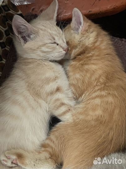 Котики