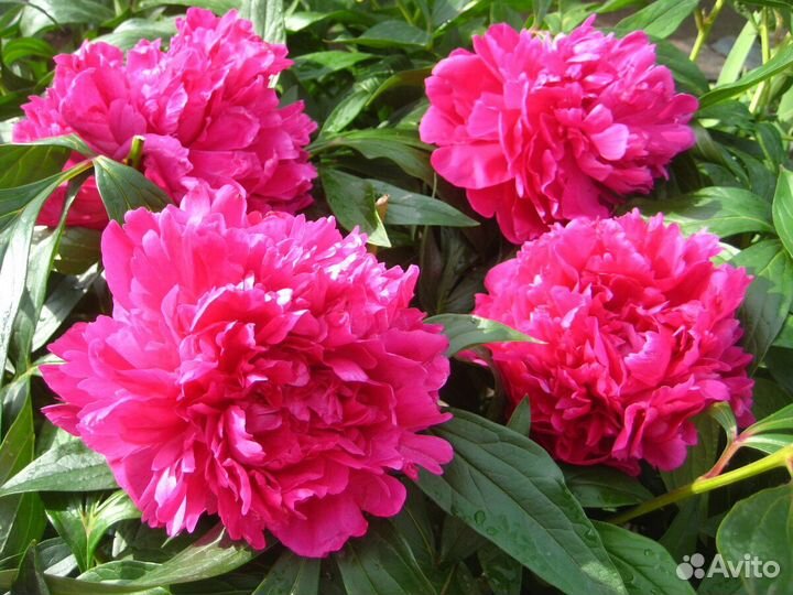 Садовые многолетники