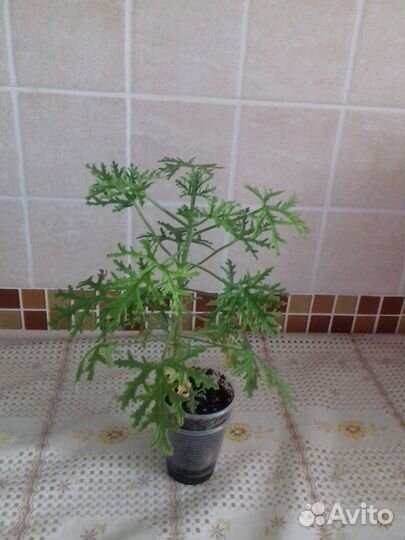 Домашние цветы