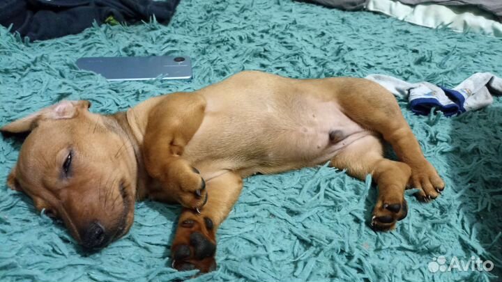 Щенок карликовой таксы