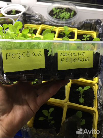 Рассада петуньи