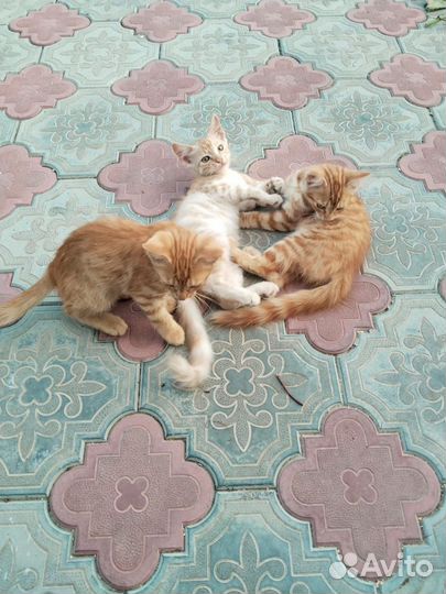 Отдам котиков