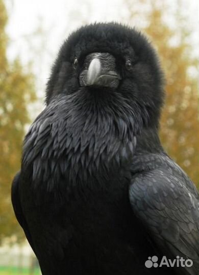 Вороны Чёрные ручные