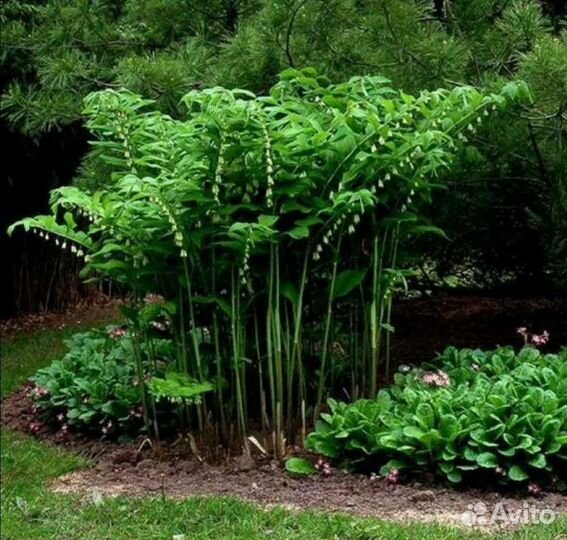 Купена(садовый ландыш) Многолетние цветы для сада