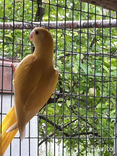 Александрийский попугай птенцы